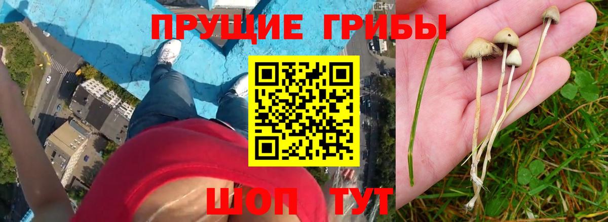 Псилоцибиновые грибы мицелий Унеча